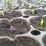 تولید نشاء تولید نشاء